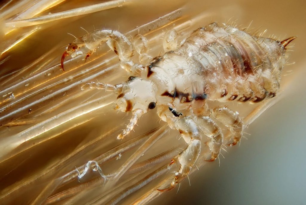 Ectoparasites