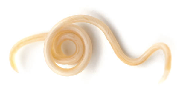 Endoparasites