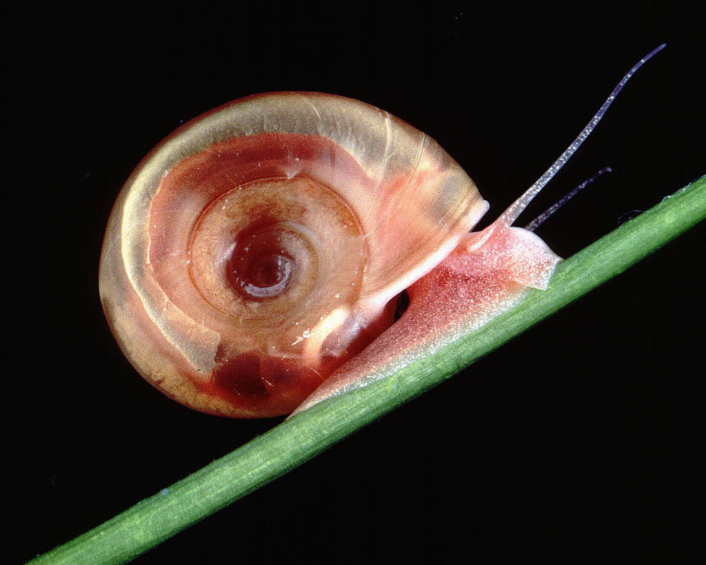 Freshwater snails