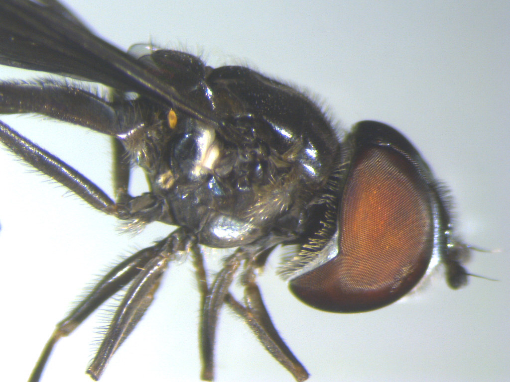 Hyperparasites