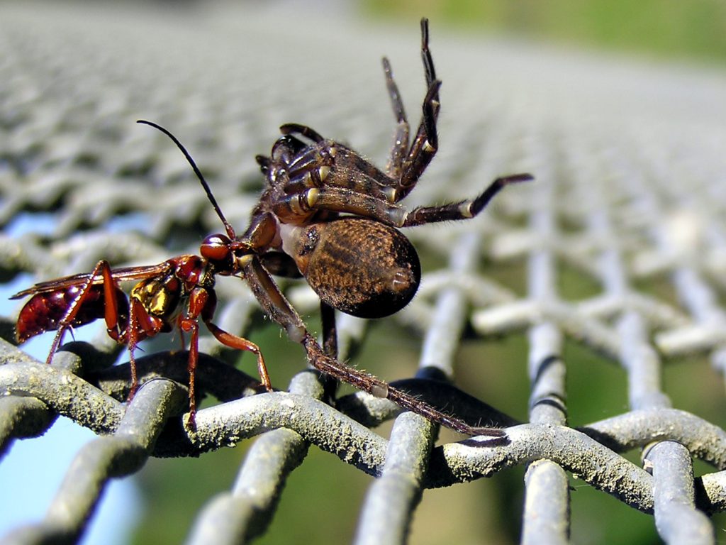 Parasitic Wasps Take Control of a Spiders
