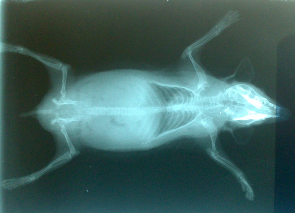 The Rat Ray