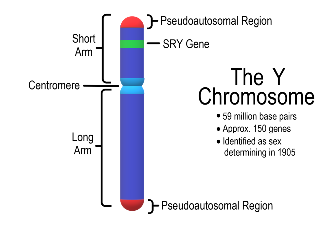 The Shrinking Y Chromosome