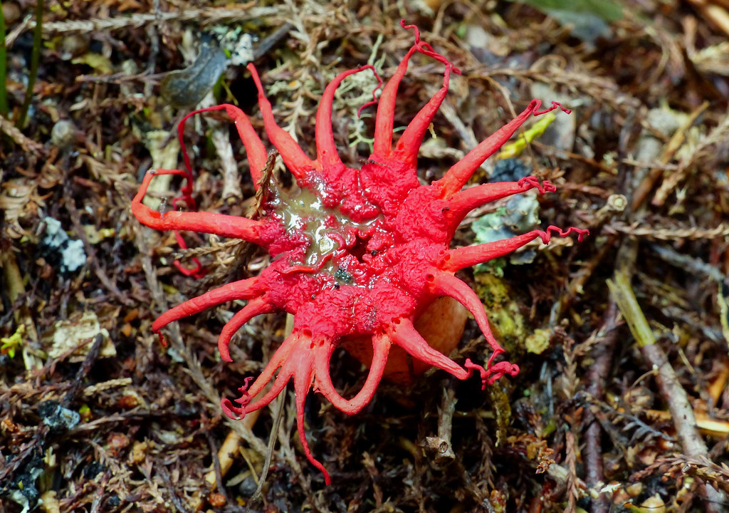 Stinkhorn Fungus