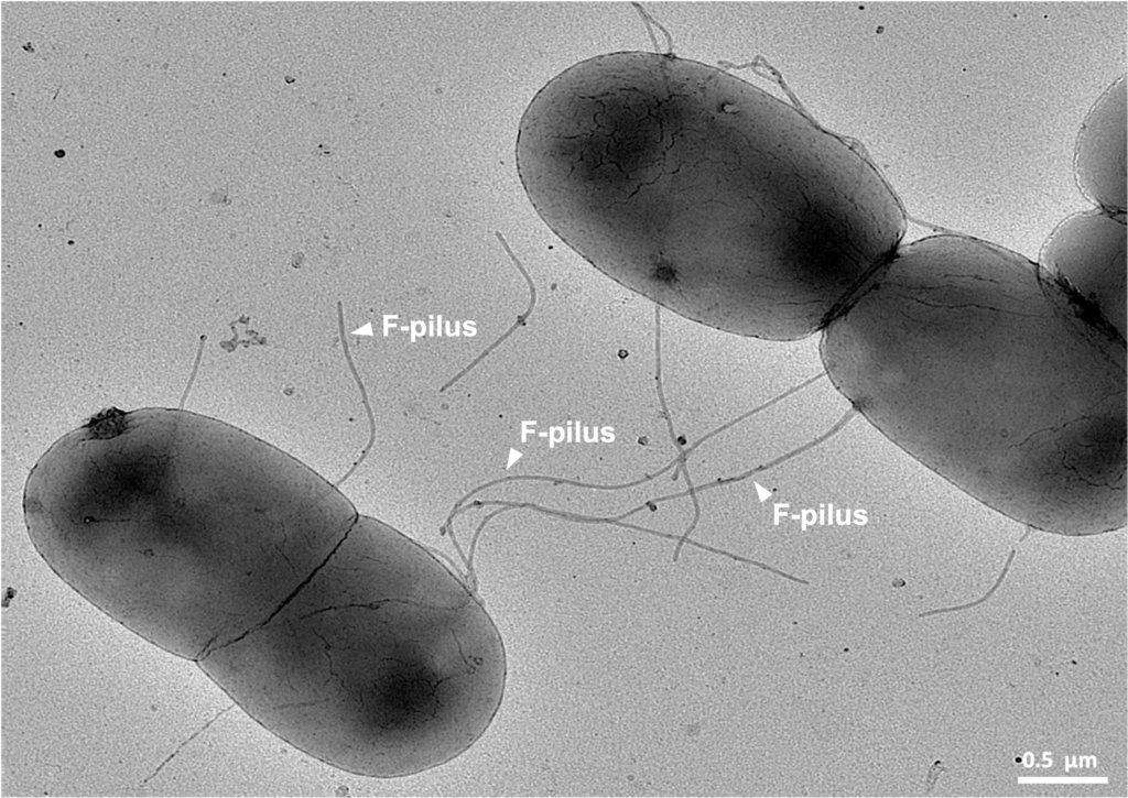 bacteria 