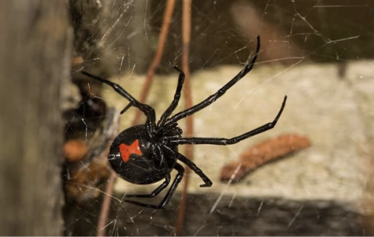 black widow spider