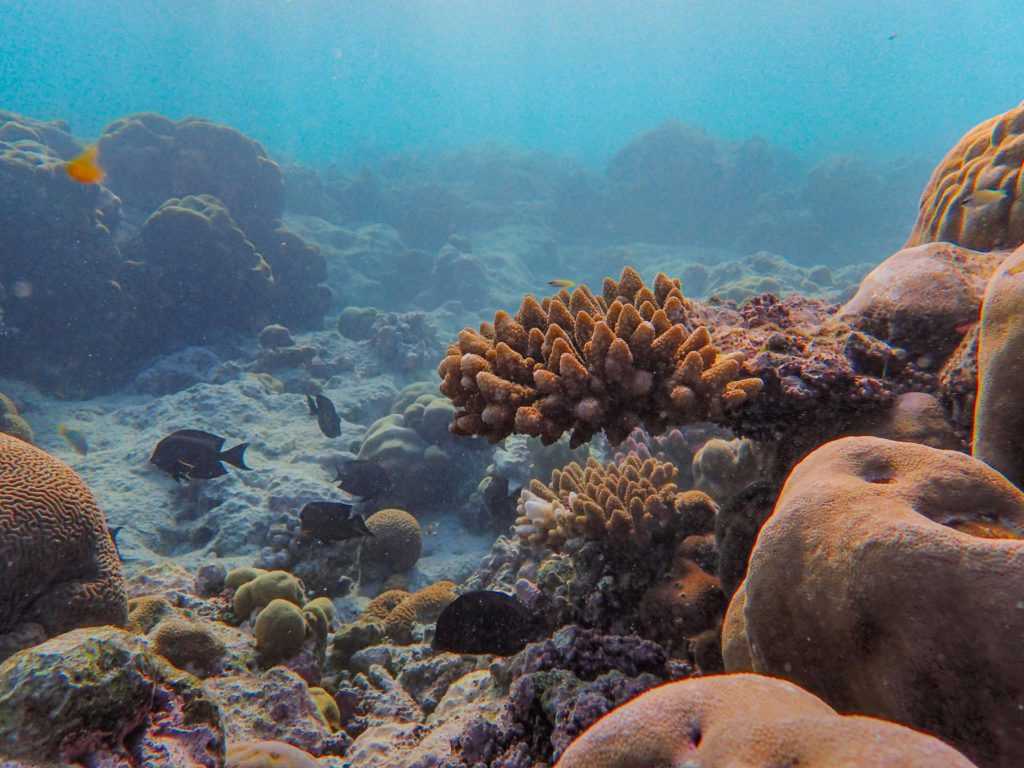 coral reef