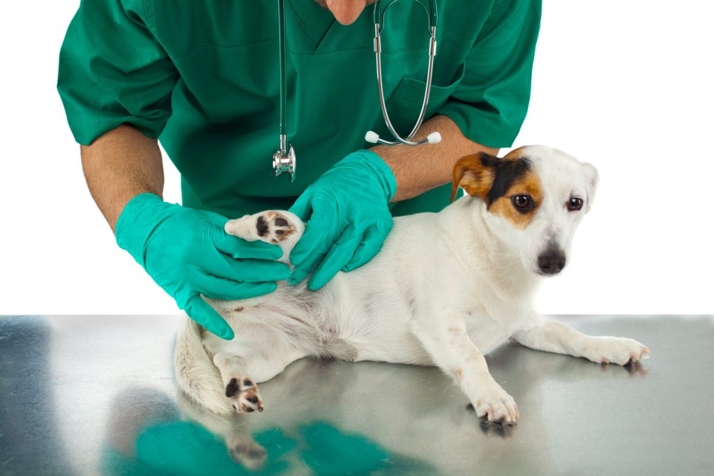 veterinary simulator dog