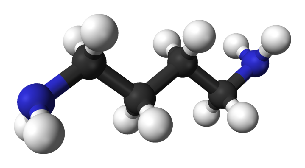 putrescine