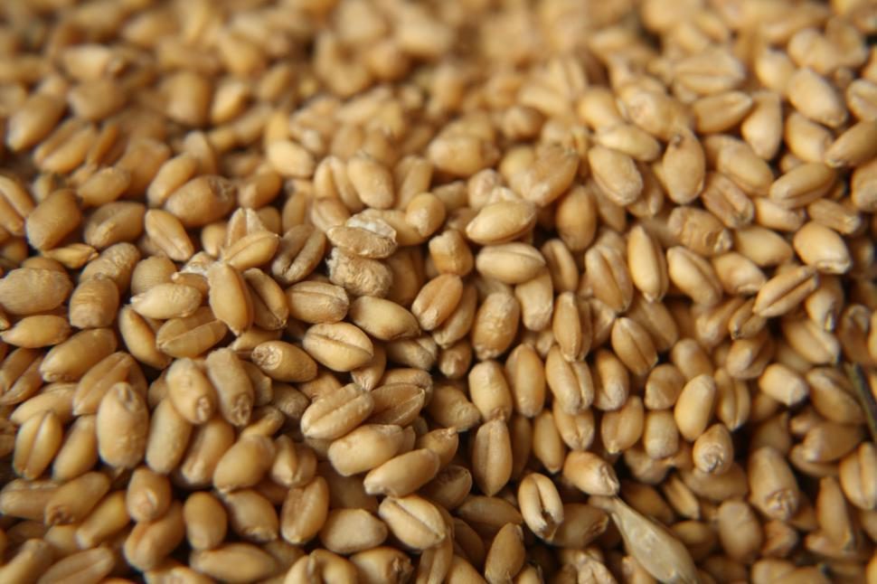 wheat-grains